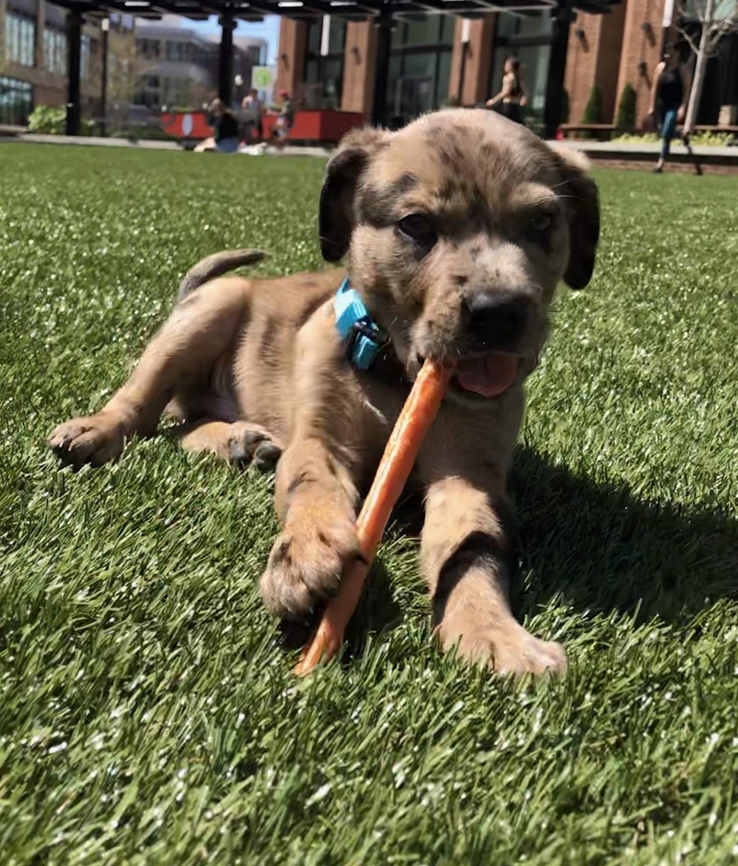 Top Dog Chews Turkey Tendon Round -Soft -Made in The USA - Large 1LB/ 16oz/ 453g