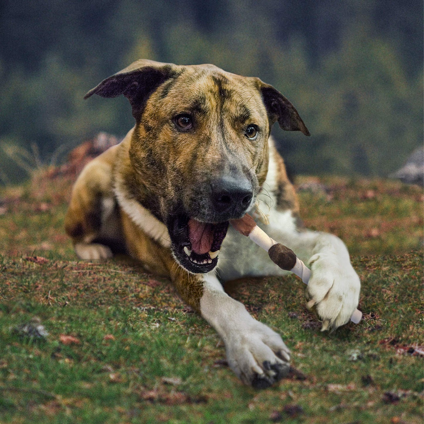 Cadet Gourmet Shish Kabob Dog Chews for Large Dogs, Rawhide Treats with Chicken and Sweet Potato, Healthy & Natural Beef Hide, 10-Inch Sticks, 8 Count