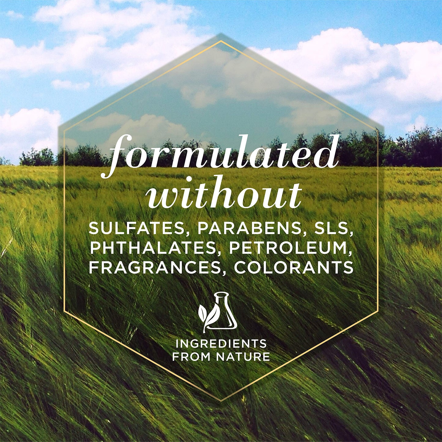 Burt's Bees for Dogs Natural Oatmeal Dog Shampoo | With Colloidal Oat Flour & Honey | Cruelty Free, Sulfate & Paraben Free, pH Balanced for Dogs - Made in USA, 16 Oz - Pack of 6