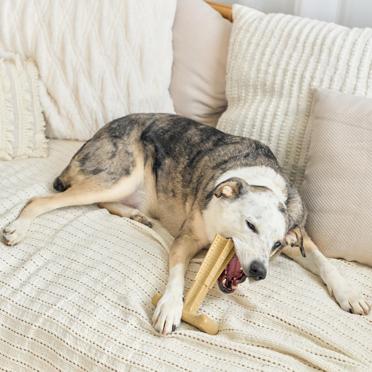 SPOT Bam-Bones Plus T-Bone, Bamboo Fiber & Nylon Dog Chew, Durable for Aggressive Chewers, Non-Splintering, for Adult Dogs & Teething Puppies Under 90lbs, 7in, Chicken Flavor