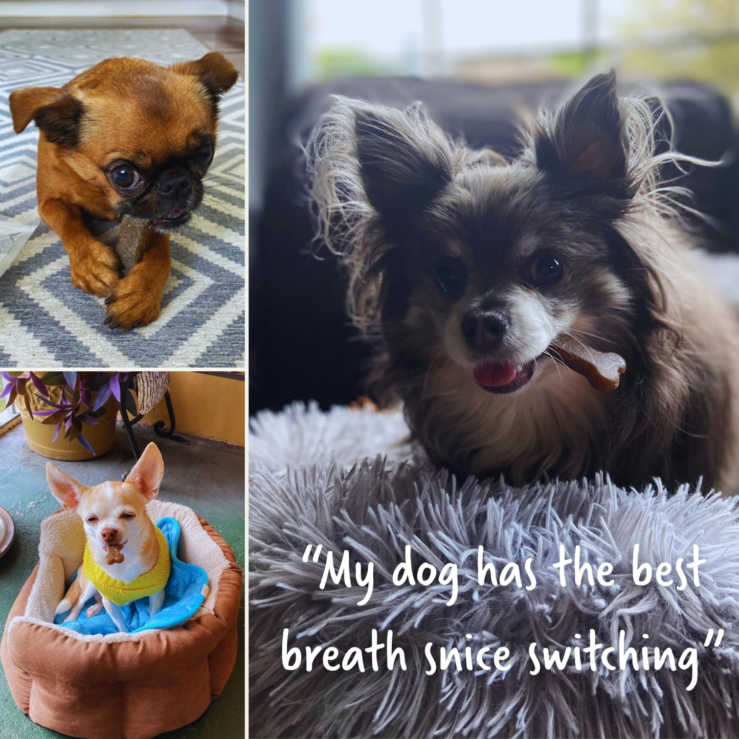 Presidio Earthbones (Formerly Terrabones) Dental Chews, Dog Teeth Cleaning Treat, Small, 13 Treats