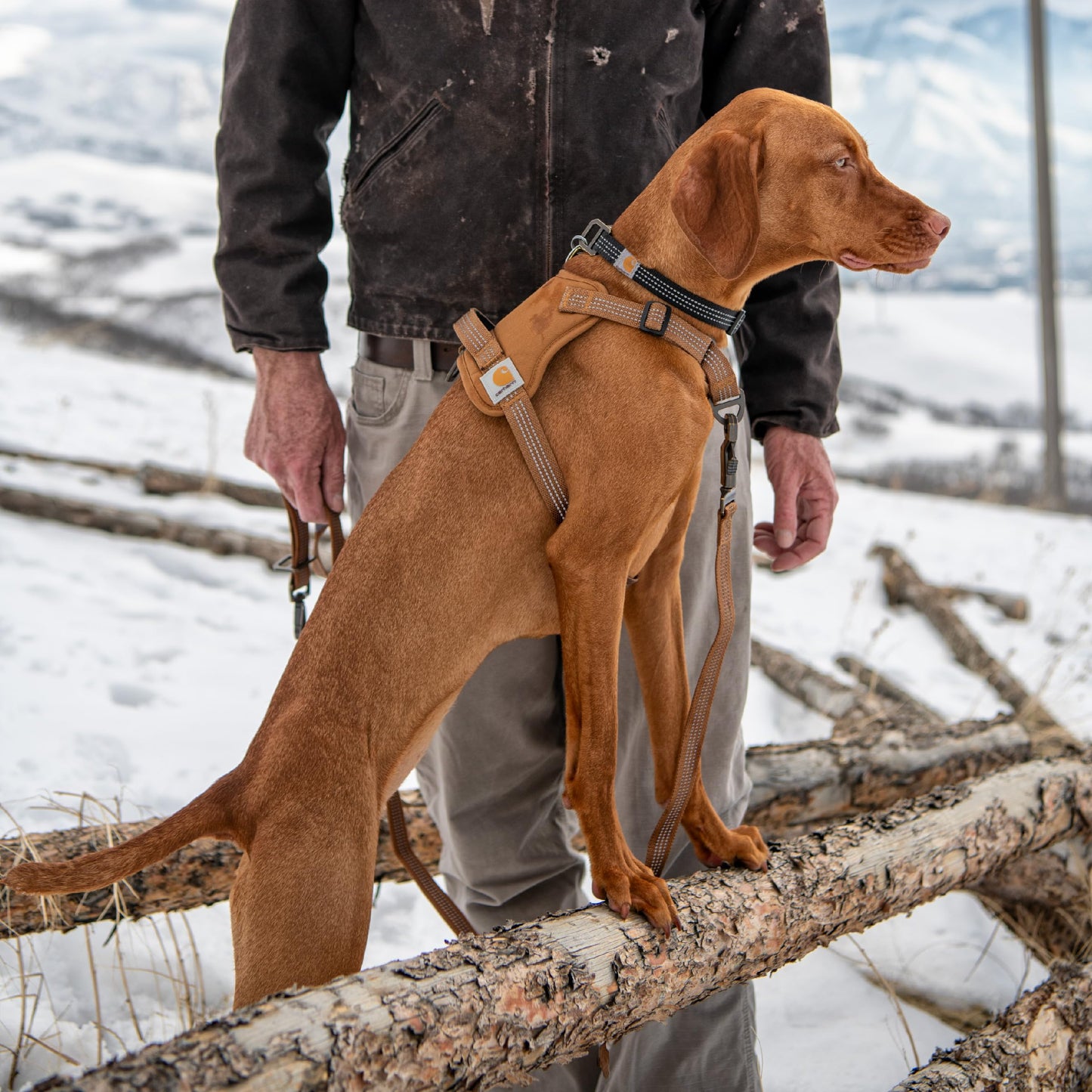 Carhartt Nylon Duck No Pull Dog Harness, Fully Adjustable Dog Harness with Quick Control Handle and Reflective Accents, Deep Wine, Medium
