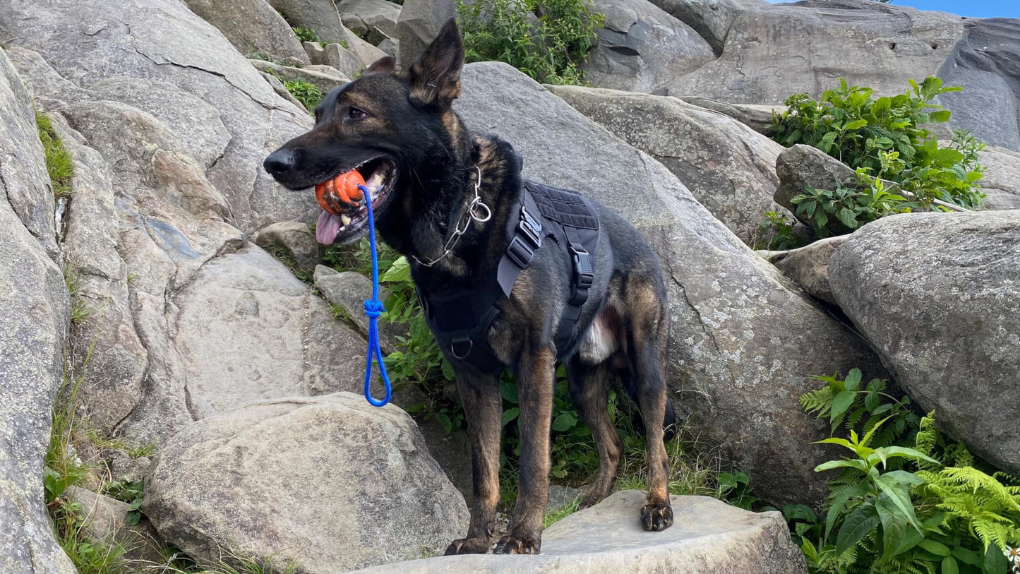 Nero Ball Pro K-9 Dog Training Ball on Rope – 2.75″ Heavy-Duty Natural Rubber Reward & Tug Toy with Nylon Throw Handle – High-Visibility Orange – Police, Military & Sport Working Dogs Fetch