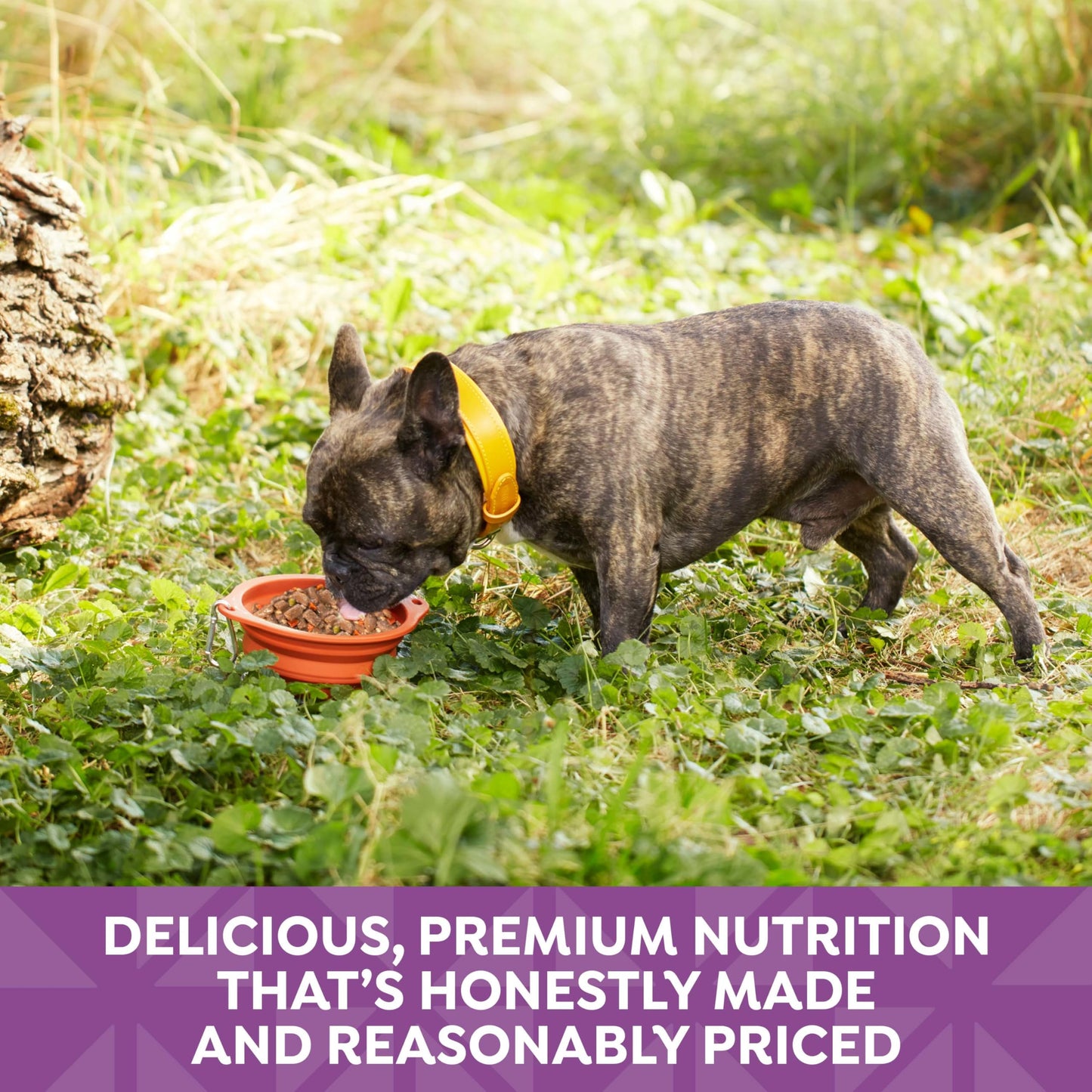 Nature’s Recipe Stew Lamb, Rice & Barley Recipe Wet Dog Food, 13.2 oz. Can, 12 Count