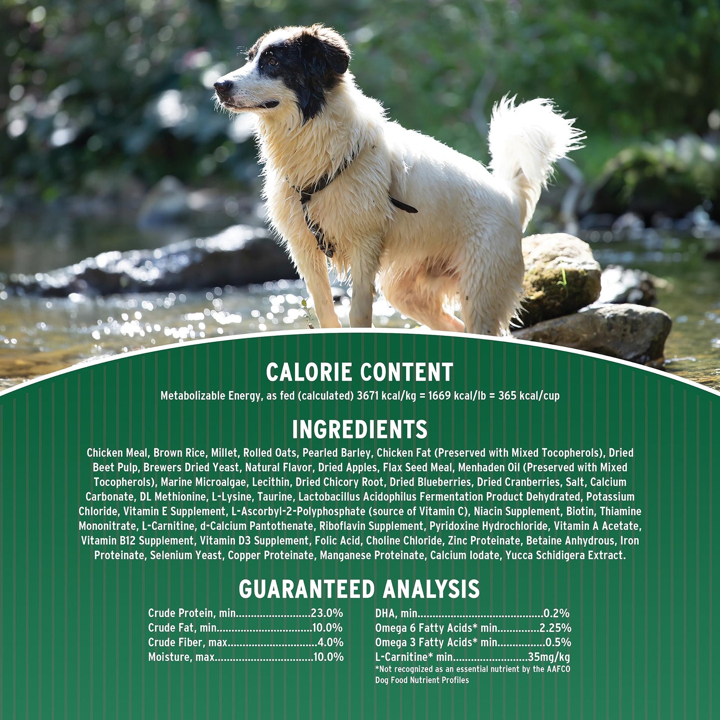 FIDO - Belly Bones for Dogs, 21 Yogurt Flavor Mini Dog Dental Treats (Made in USA) - 21 Count Dog Treats for Small Dogs - Plaque and Tartar Control for Fresh Breath, Digestive Health Support