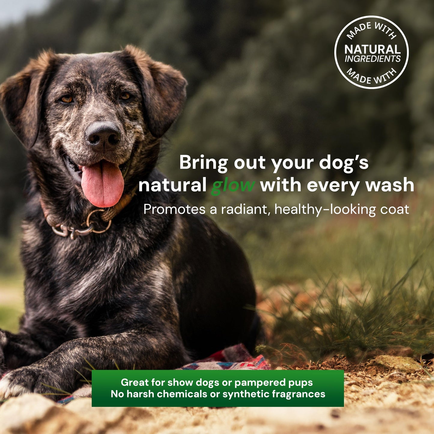 Green Coat Nourishing 2 in 1 Dog Shampoo and Conditioner– Natural Shine Formula with Caviar, Aloe & Bergamot for Sensitive Skin, Moisturizes & Protects, 16oz Bottle, Made in USA