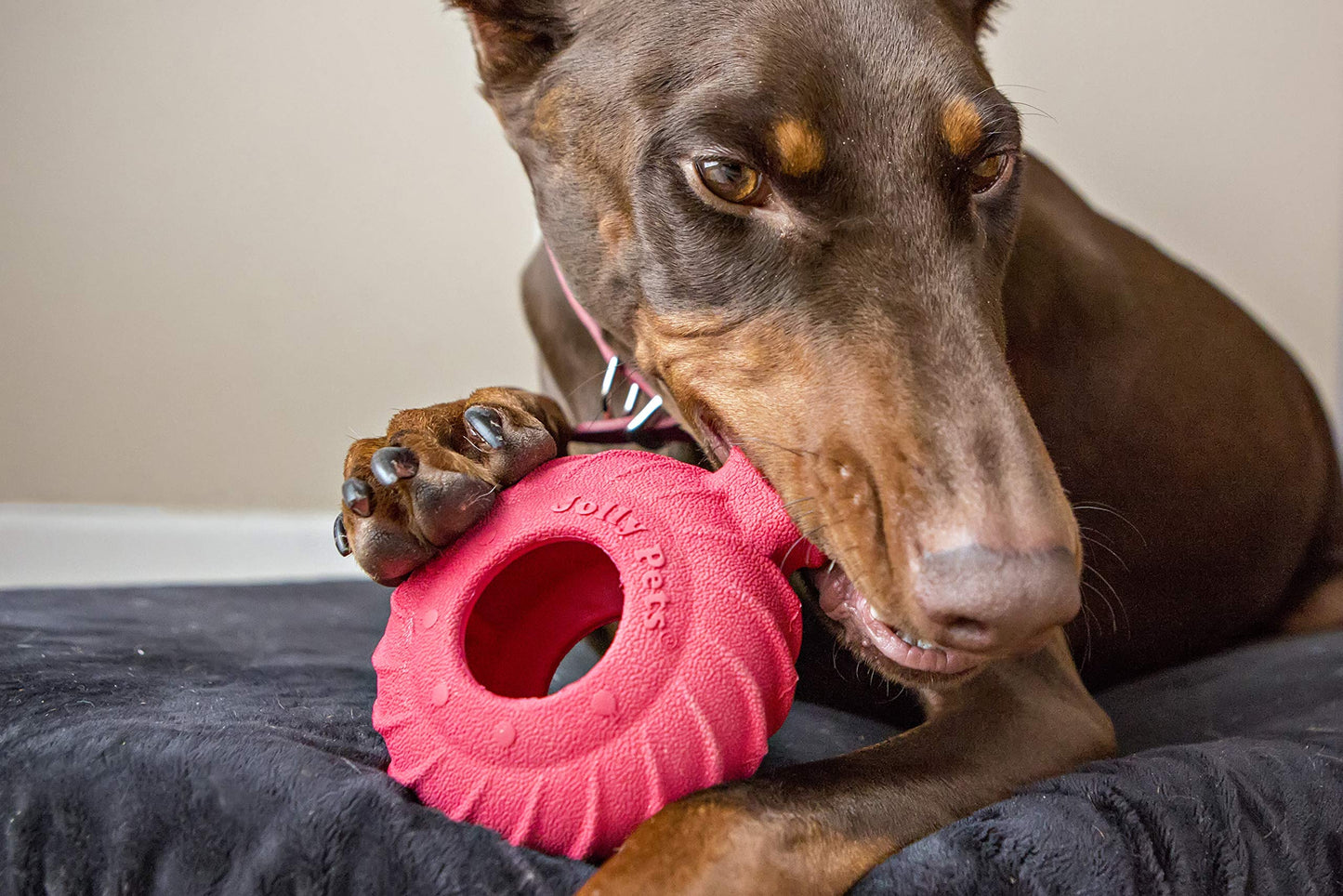 Jolly Pets Tuff Treader Dog Toy with Handle, 6 Inches, Red, Model:JTR23, All Breed Sizes