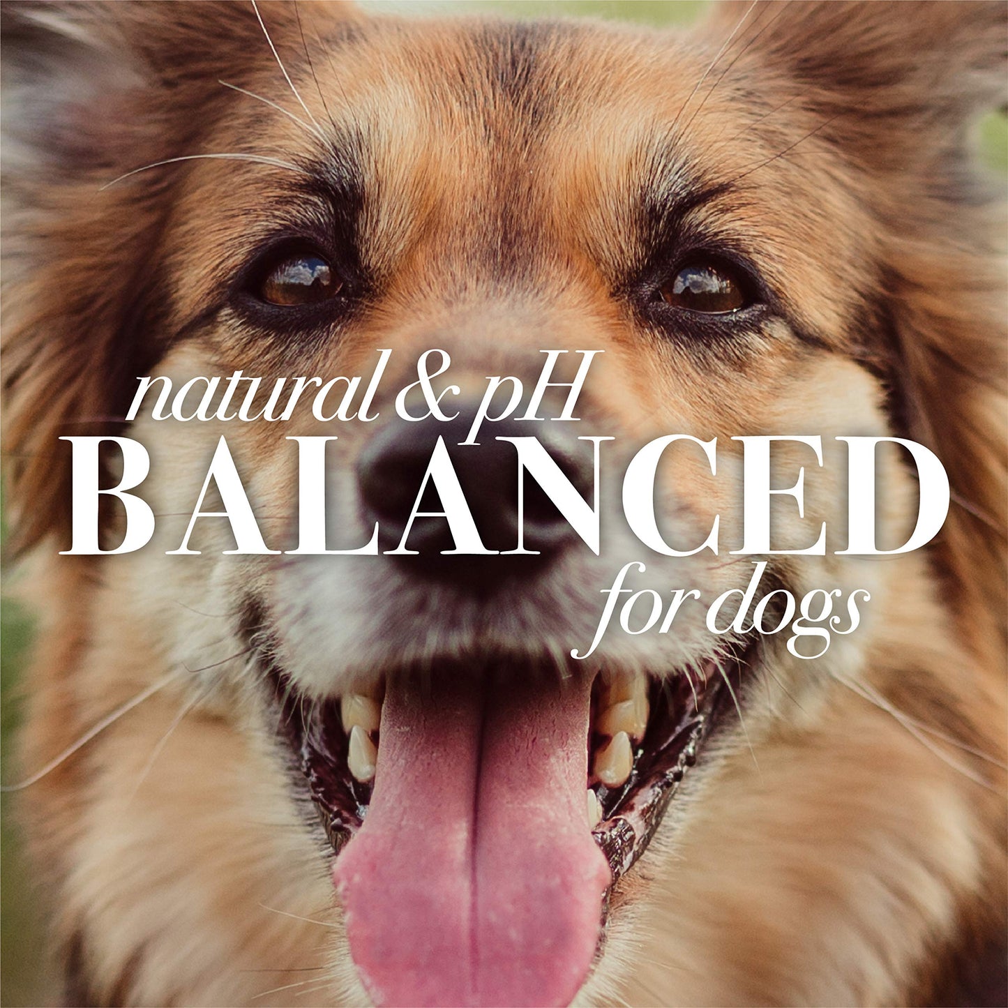 Burt's Bees for Dogs Natural Oatmeal Dog Shampoo | With Colloidal Oat Flour & Honey | Cruelty Free, Sulfate & Paraben Free, pH Balanced for Dogs - Made in USA, 16 Oz - Pack of 6