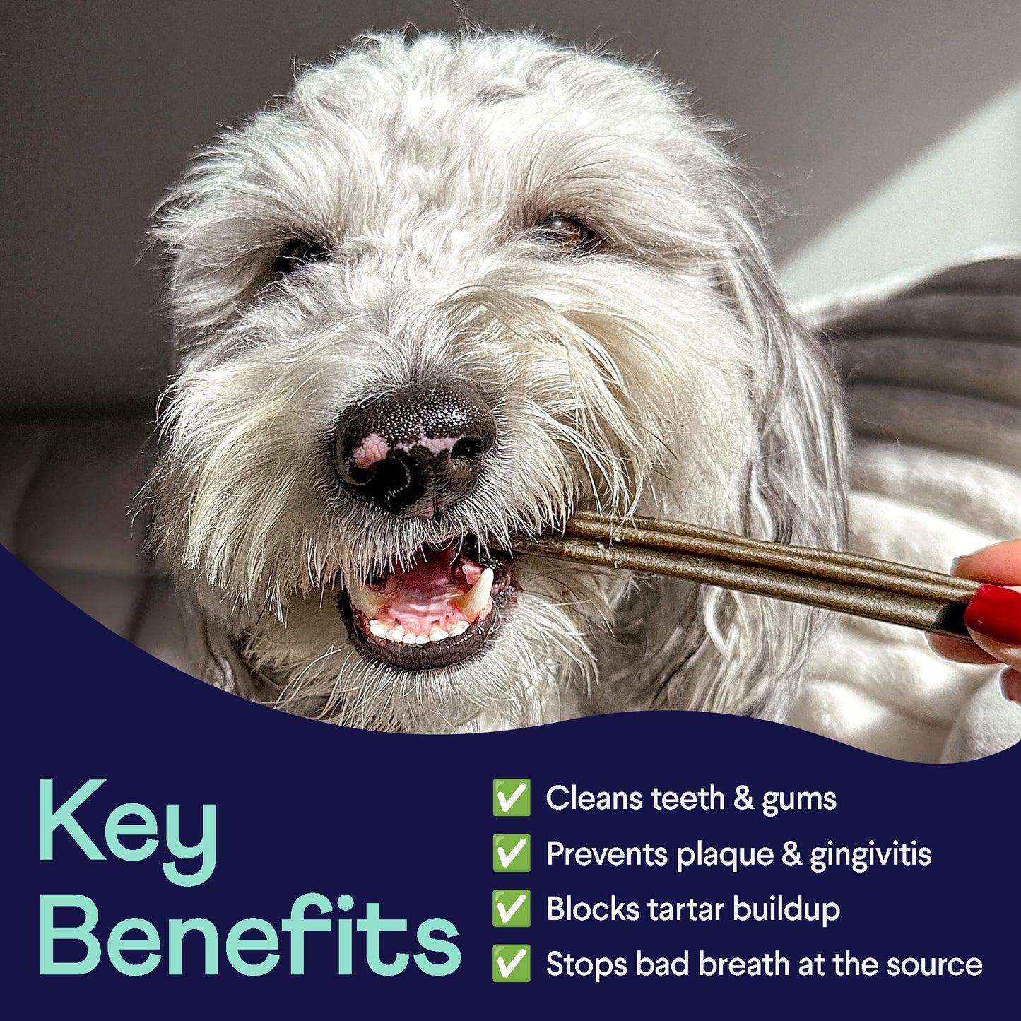 Finn Plaque Patrol Dental Chews | Triple-Action Defense Against Plaque, Tartar, and Bad Breath | for Medium/Large Dogs, 25+ lbs