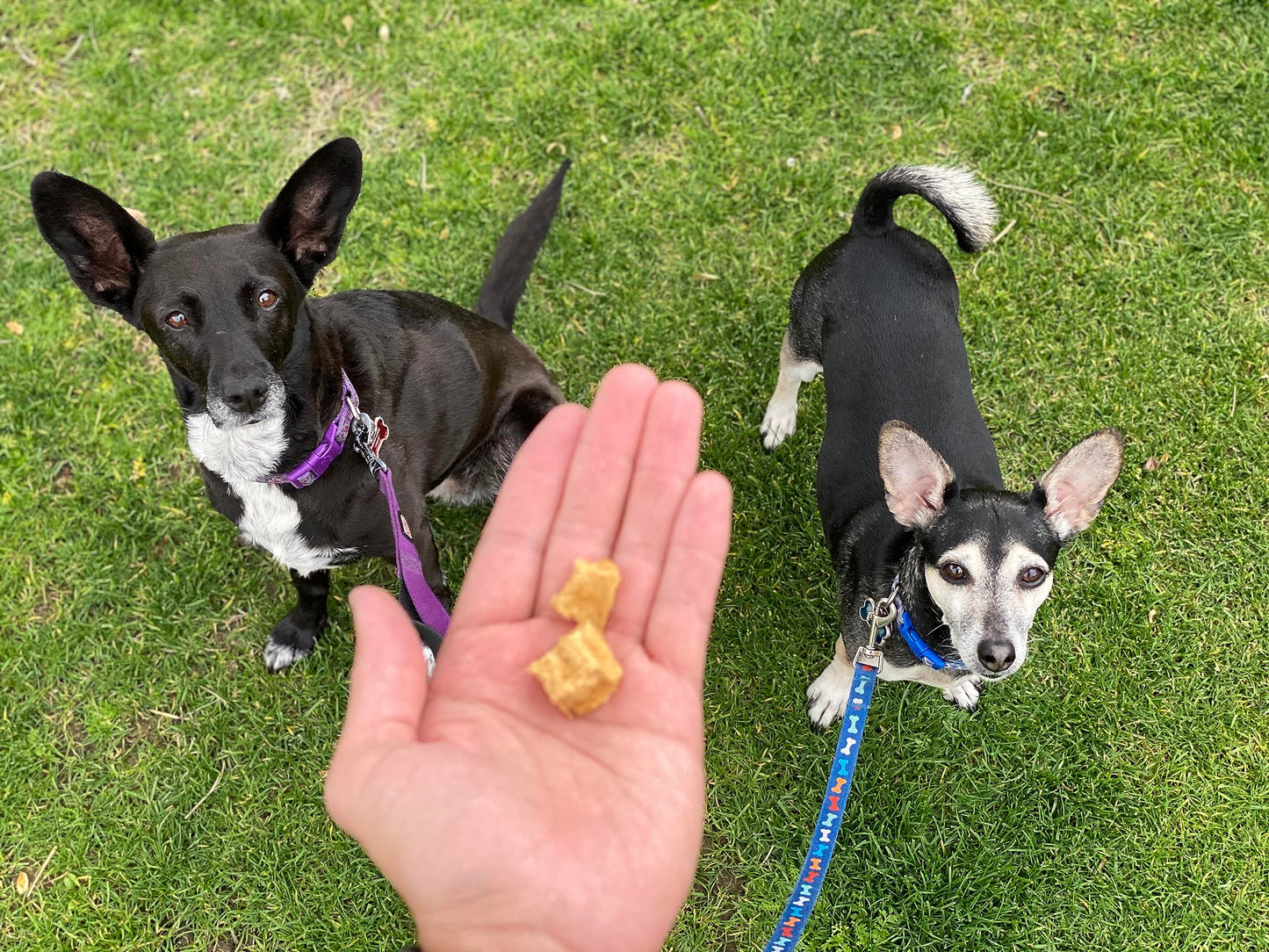 Redbarn Pet Products All-Natural Air Dried Beef Training Treats for Puppies & Dogs – Grain-Free Single Protein Rewards Made in USA for Small, Medium, & Large Breeds - 8 oz Resealable Bag