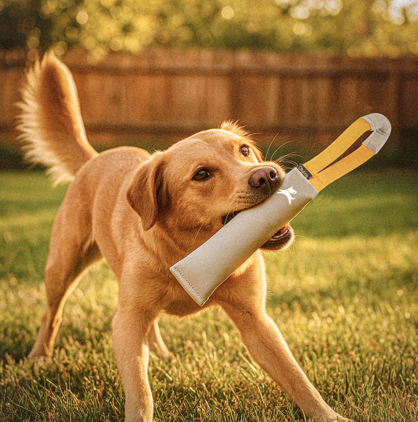 OllyDog Tugger | Durable Dog Tug Toy | Recycled | Tough Dog Bite Pillow | Handle | Interactive Pull Toy | Fetch & Training (Con Leche)