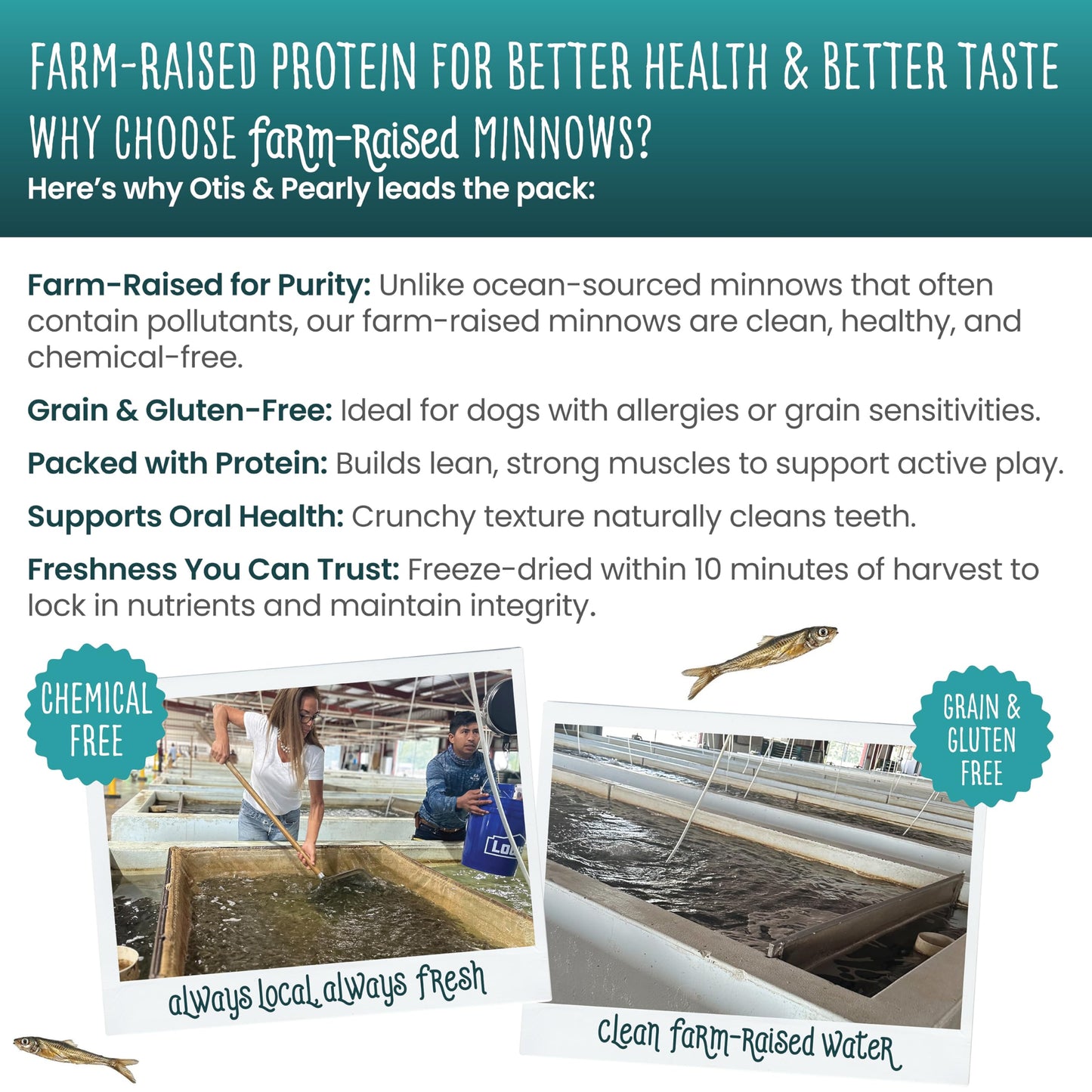 Otis & Pearly Freeze Dried Minnow Dog Treats - Single Ingredient, Made in USA - Healthy Protein Treat for Small, Medium, Large Breeds, 2oz