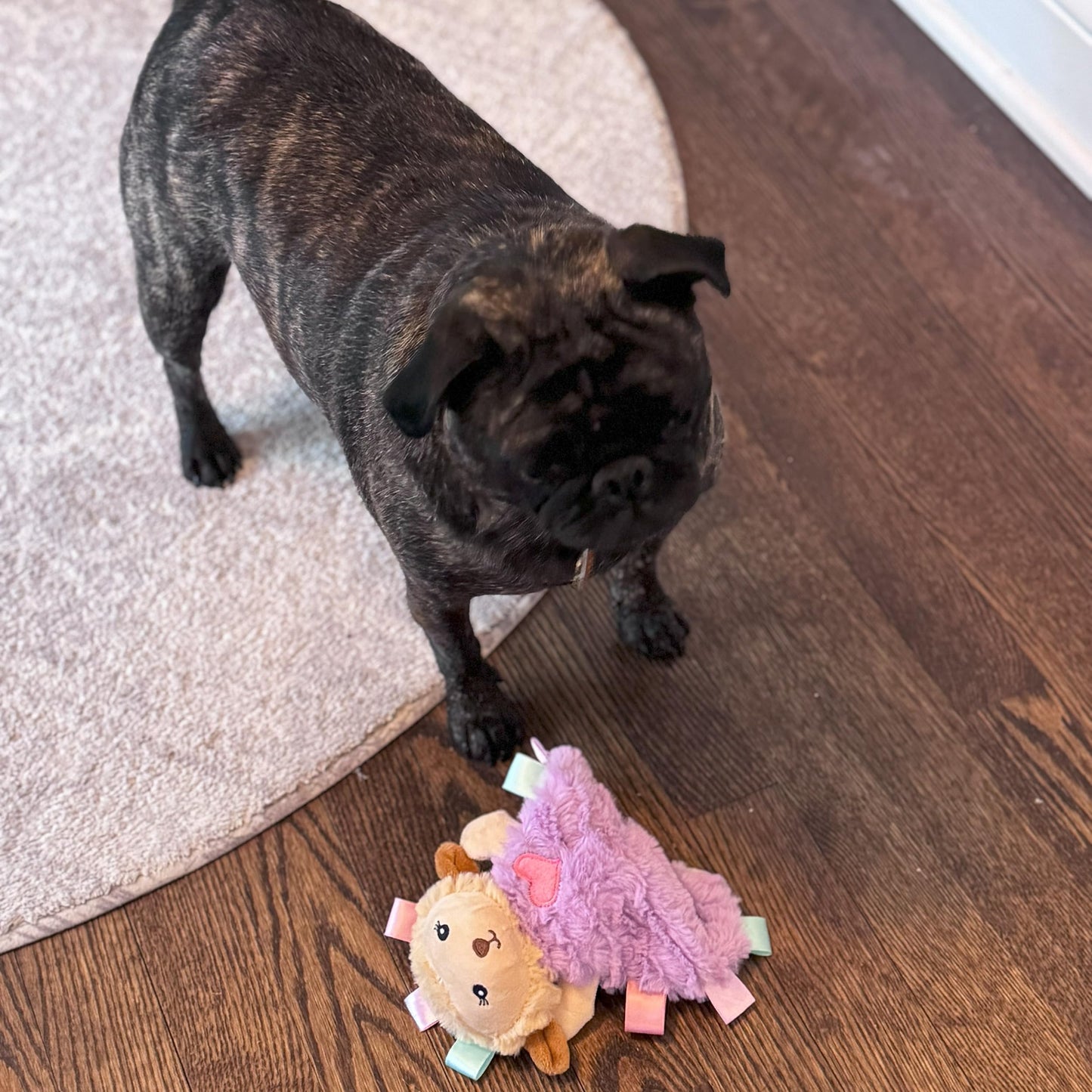 SPOT Soothers- Tabbie Lambie Dog Toy-Separation Anxiety Toys for Dogs, Stuffing Free, Scented with Calming Lavender Fragrance Beads to Safely Calm and Relax Dogs and Puppies, 8in