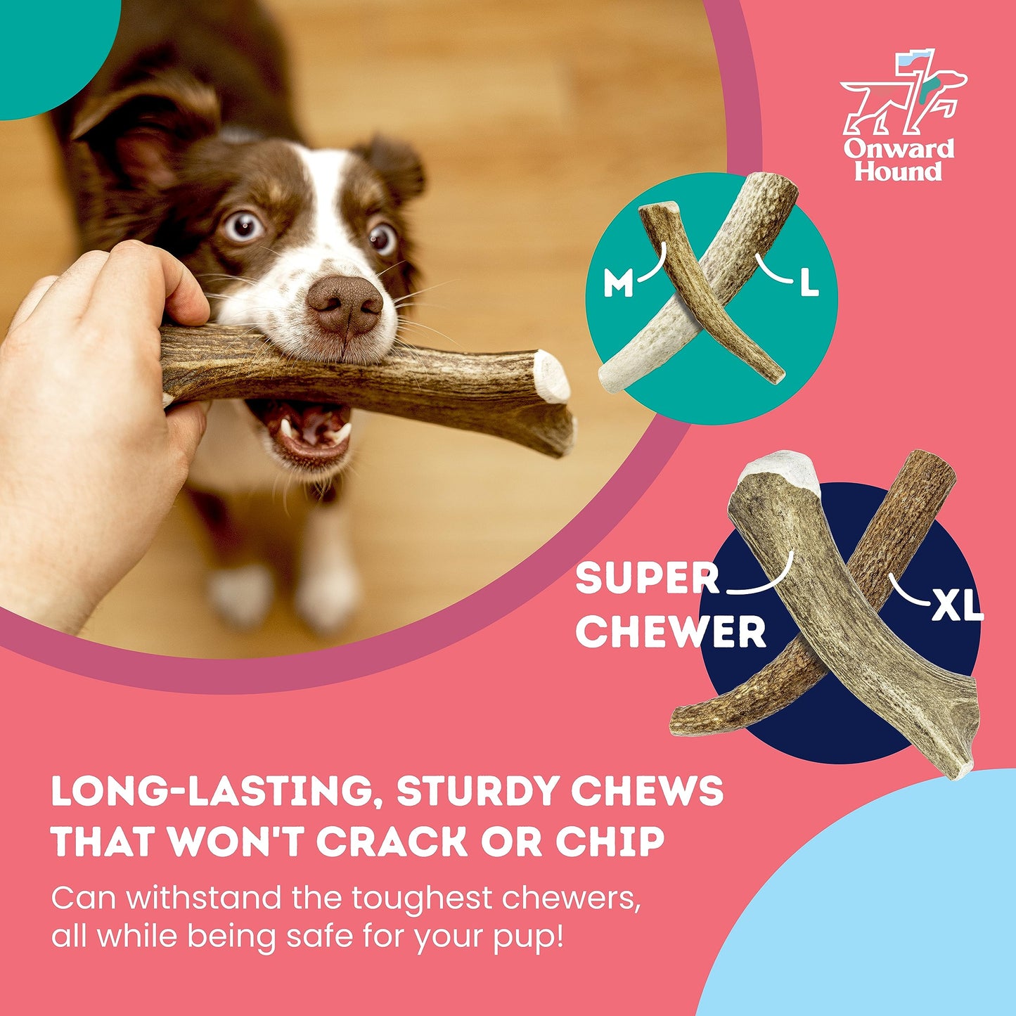 Onward Hound Elk Antlers for Dogs, 7"+ Large 3-Pack, Grade A Long Lasting Chew for Aggressive Chewers, Premium USA Naturally Shed Antler - Healthy, No Odor, Durable Dog Chew for 30-65lb Breeds