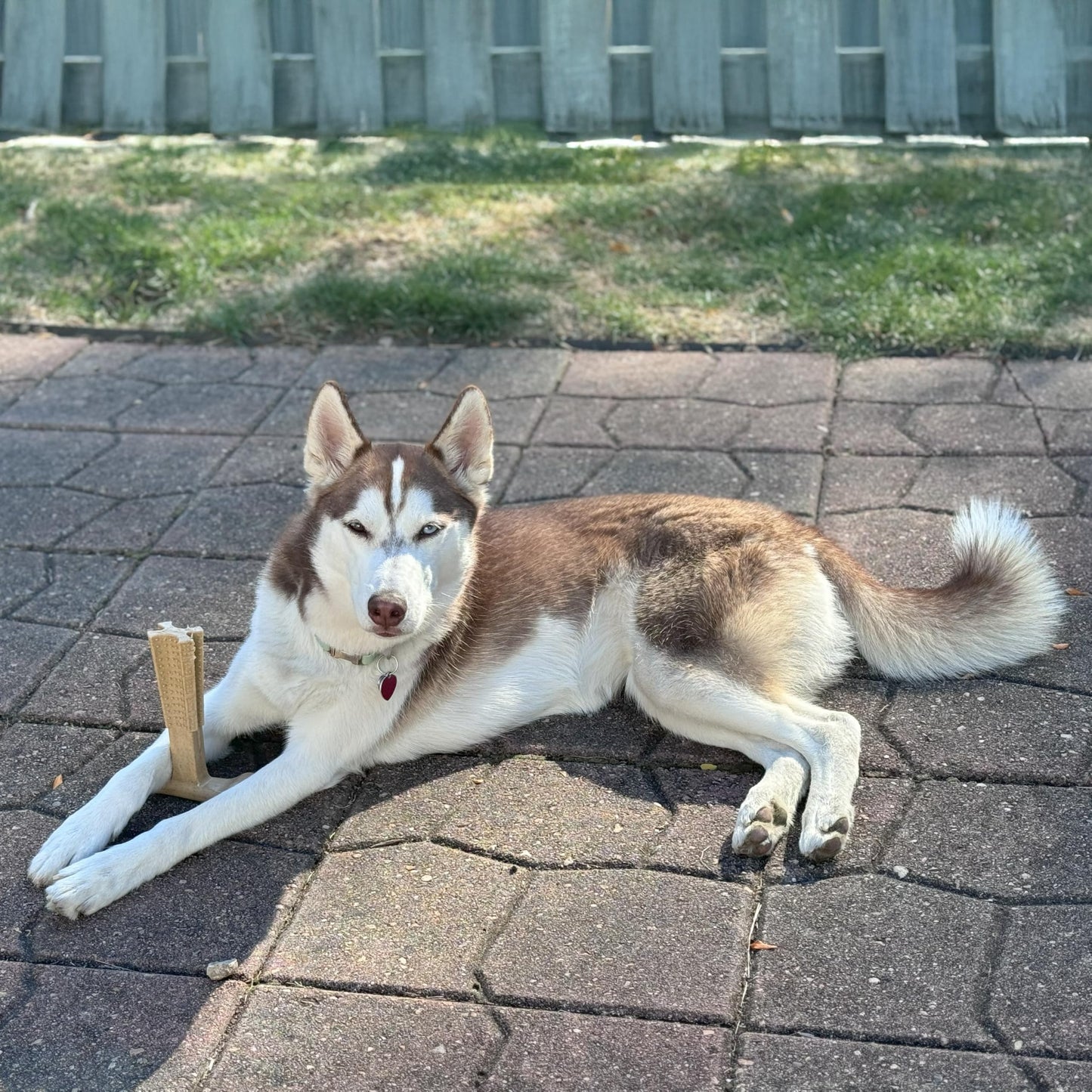 SPOT Bam-Bones Plus T-Bone, Bamboo Fiber & Nylon Dog Chew, Durable for Aggressive Chewers, Non-Splintering, for Adult Dogs & Teething Puppies Under 90lbs, 7in, Chicken Flavor