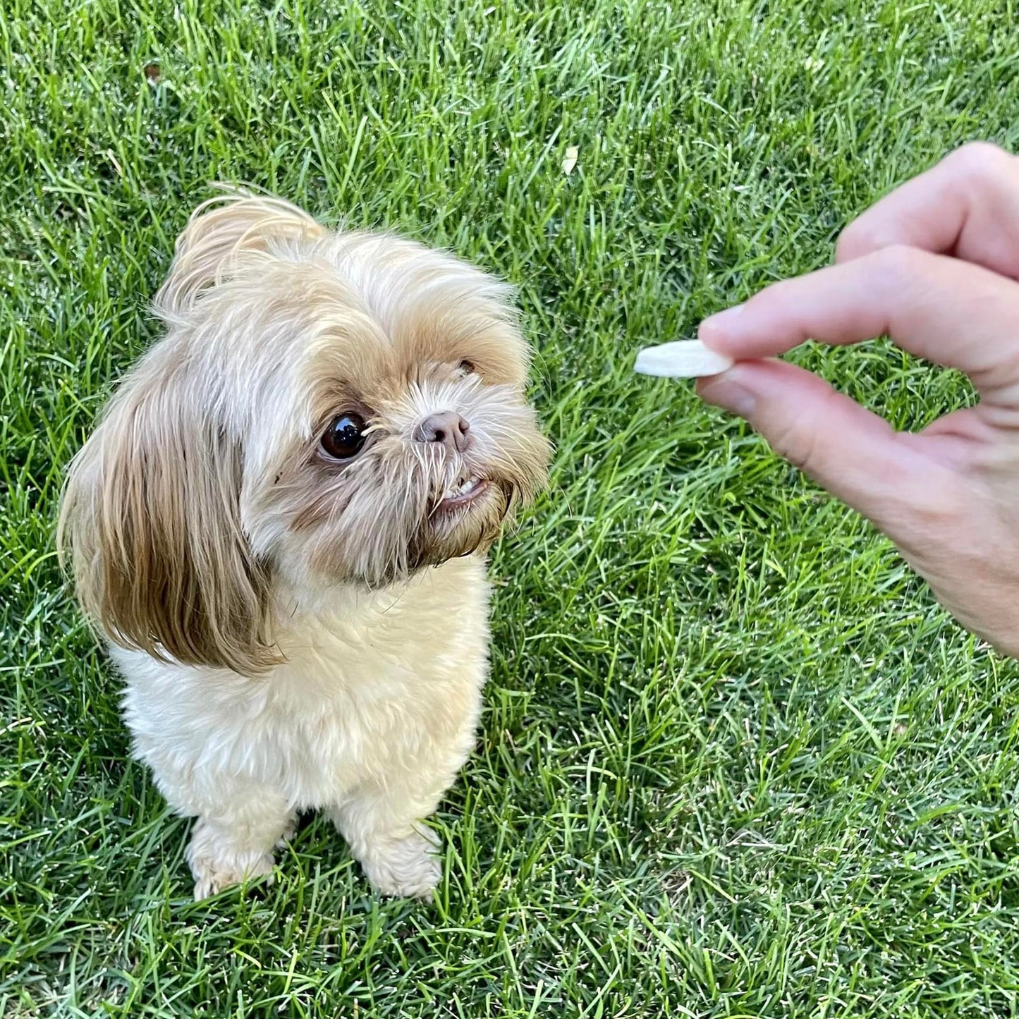 Pupford Freeze Dried Banana Chip Puppy & Dog Treats, Natural, Healthy, Low-Calorie Reward for Small, Medium, and Large Breed Dogs (3 oz)