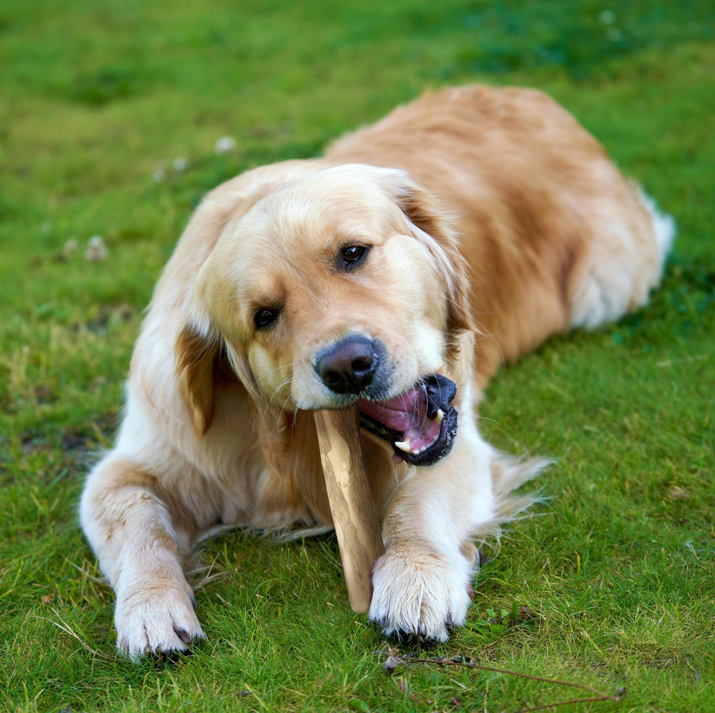 Fuzzl Olive Stix Medium 2 Pack Dog Chew Toy - Natural Olive Wood Dog Chews Tough Toys Long Lasting Chew Toys for Aggressive Chewers