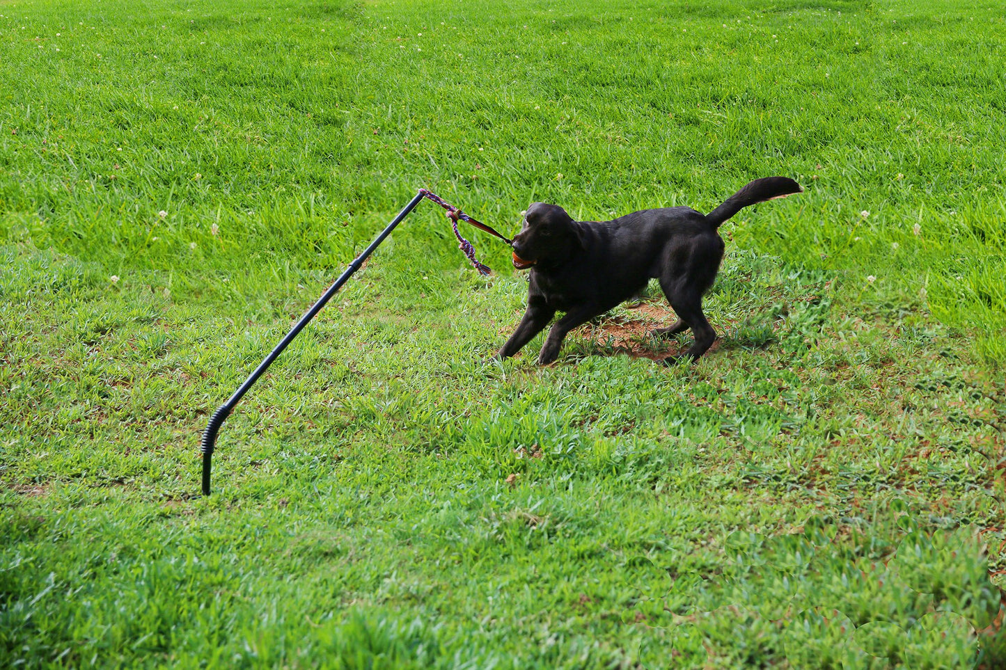 Highland Farms Select Dog Retractable Interactive Training Tug Toy - Pet Obedience Training Tug - Stable Exercise Metal Pole & Spring Rod with Replaceable Chew Rope for Small/Medium Dogs