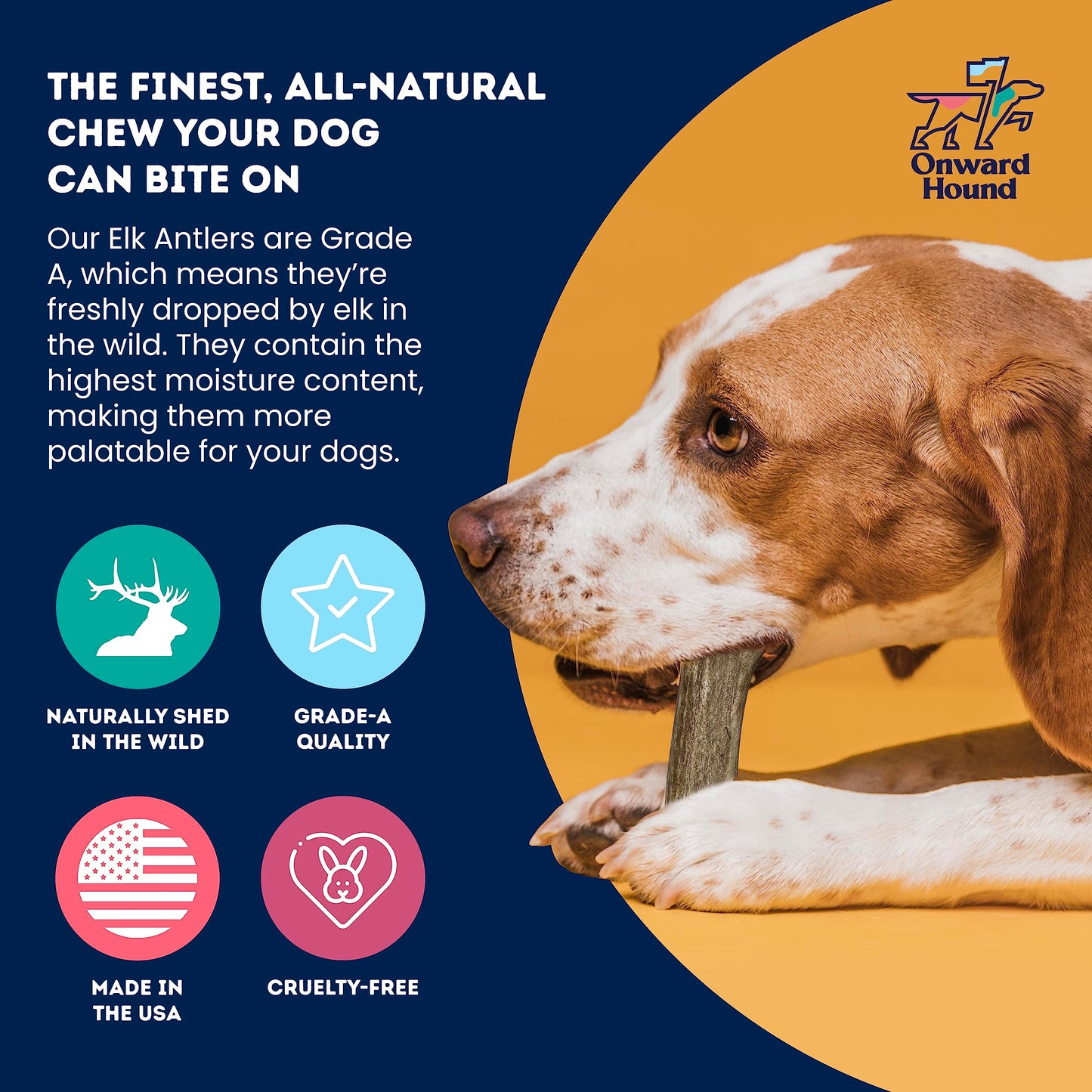 Onward Hound Elk Antlers for Dogs, 7"+ Large 3-Pack, Grade A Long Lasting Chew for Aggressive Chewers, Premium USA Naturally Shed Antler - Healthy, No Odor, Durable Dog Chew for 30-65lb Breeds