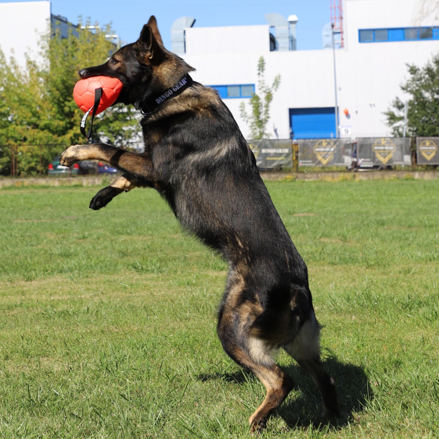 DINGO GEAR WWW.DINGOGEAR.COM 1977 Set Faux Leather Ball with Pump for Dog Training, as Reward for Fetch tug of war, for Strong Dog, Handmade, 3in Orange Z30029