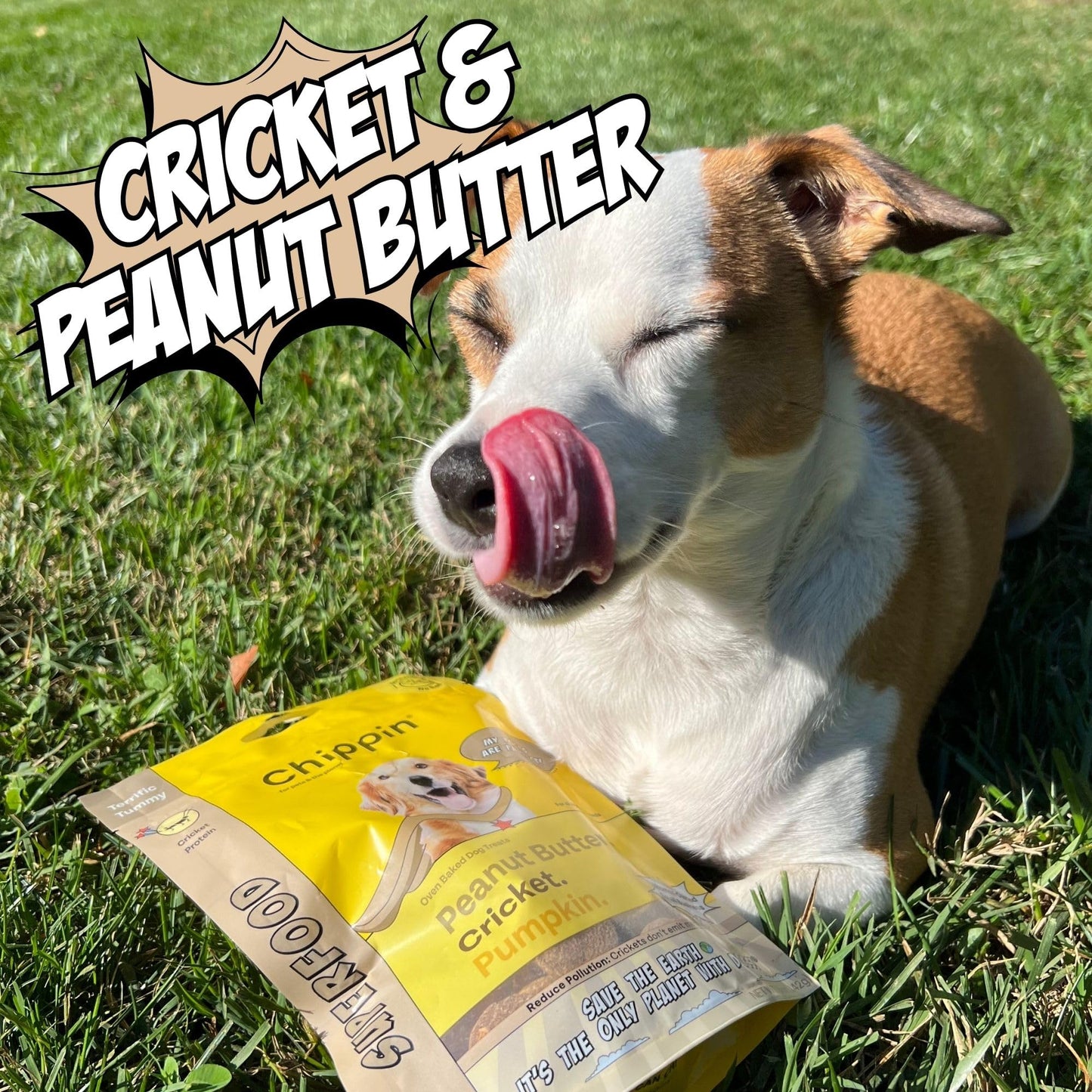 Peanut Butter Dog Treats, Healthy Puppy Treat, Pumpkin, Cricket, Gift for Pet Lovers, Natural Dog Snacks, Hypoallergenic, Gut-Healthy, Medium and Large Dogs, Sustainable Products