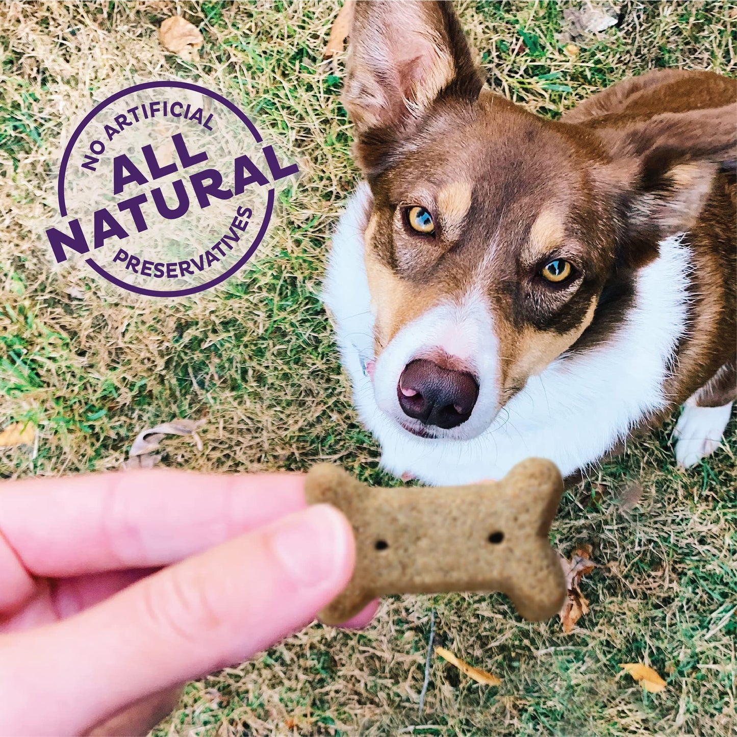 Old Mother Hubbard Wellness Bac'N'Cheez Dog Biscuits, Natural, Training Treats, Bacon & Cheese Flavor, Small Size, (20 Ounce Bag)