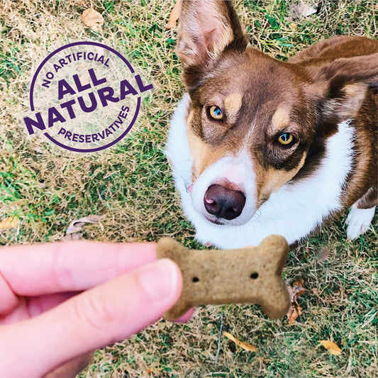 Old Mother Hubbard Wellness Bac'N'Cheez Dog Biscuits, Natural, Training Treats, Bacon & Cheese Flavor, Small Size, (20 Ounce Bag)