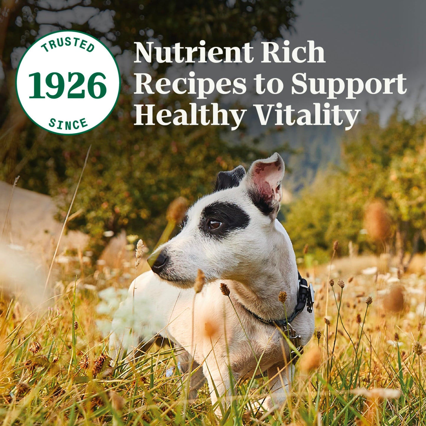 Nutro Natural Choice Senior Small Breed Dry Dog Food, Chicken and Brown Rice Recipe, 5 lbs.