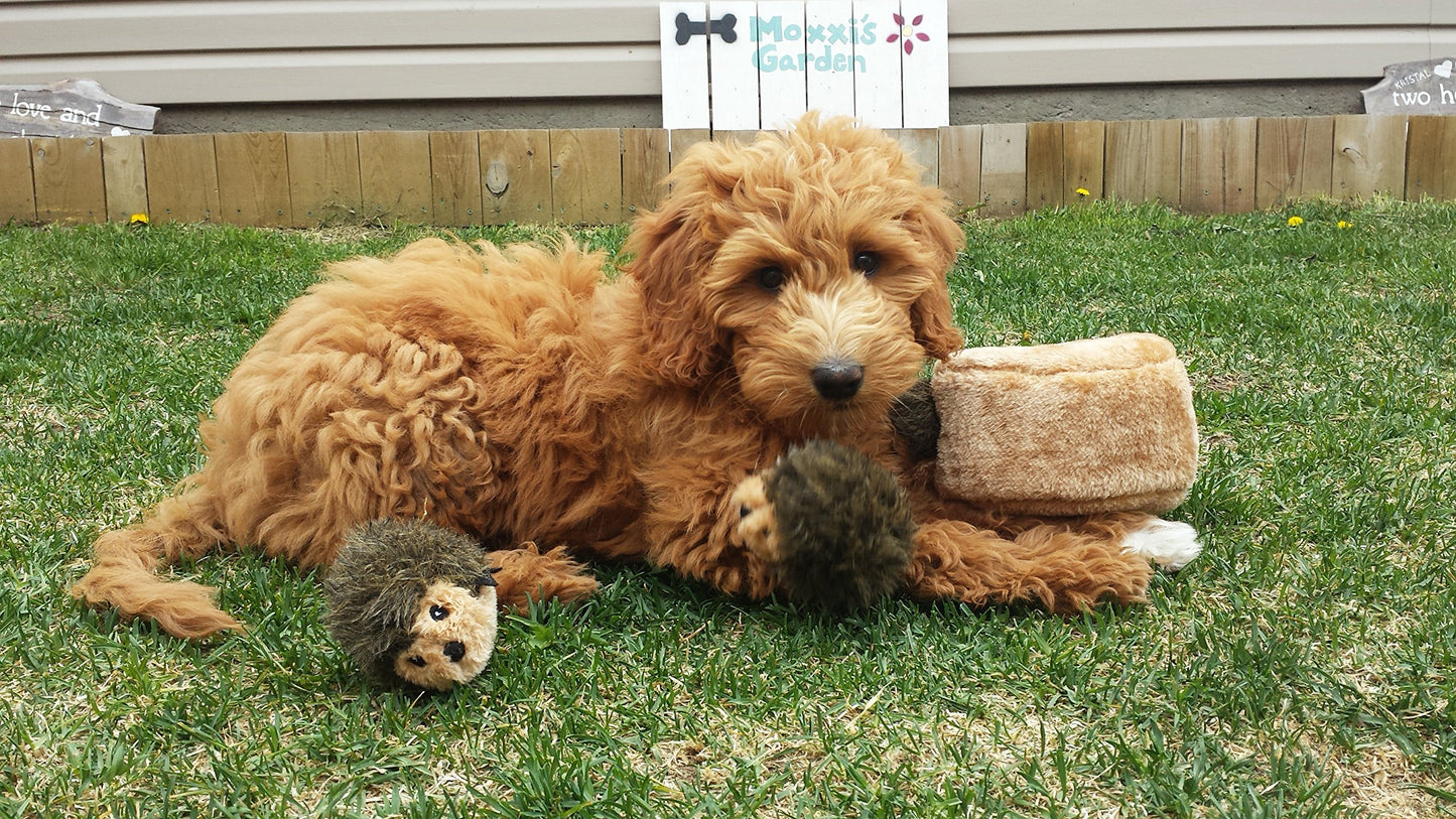 ZippyPaws Burrow- Interactive Dog & Puppy Toys for Boredom, Stimulating Pet Products to Keep them Busy, Hide & Seek Plush Dog Puzzles, Squeaky Toy for Enrichment, For Small & Medium Dogs- Hedgehog Den