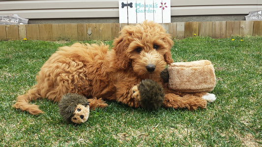 ZippyPaws Burrow- Interactive Dog & Puppy Toys for Boredom, Stimulating Pet Products to Keep them Busy, Hide & Seek Plush Dog Puzzles, Squeaky Toy for Enrichment, For Small & Medium Dogs- Hedgehog Den