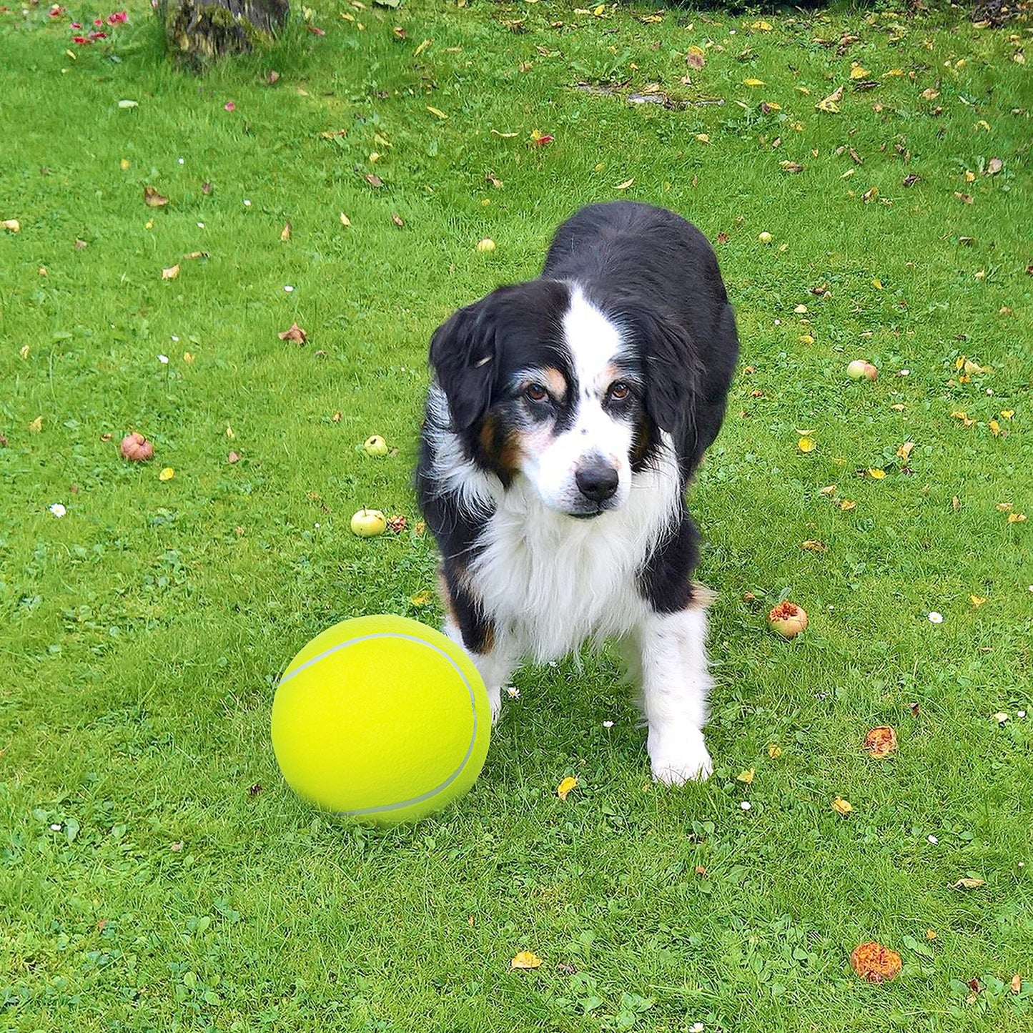 ABFEKIEA Large Dog Tennis Balls - 9.5" Interactive Dog Ball Toy for Training Play Exercise Fetch Outdoor & Indoor - 2 Pack Inflatable Pet Toys for Small, Medium & Large Dogs