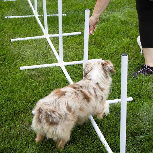 MiMu Dog Agility Equipment 10pc Obstacle Course - Customizable Dog Agility Training Equipment and Obstacle Course, Dog Agility Course Including Tunnels, Weave Poles, and Hurdles