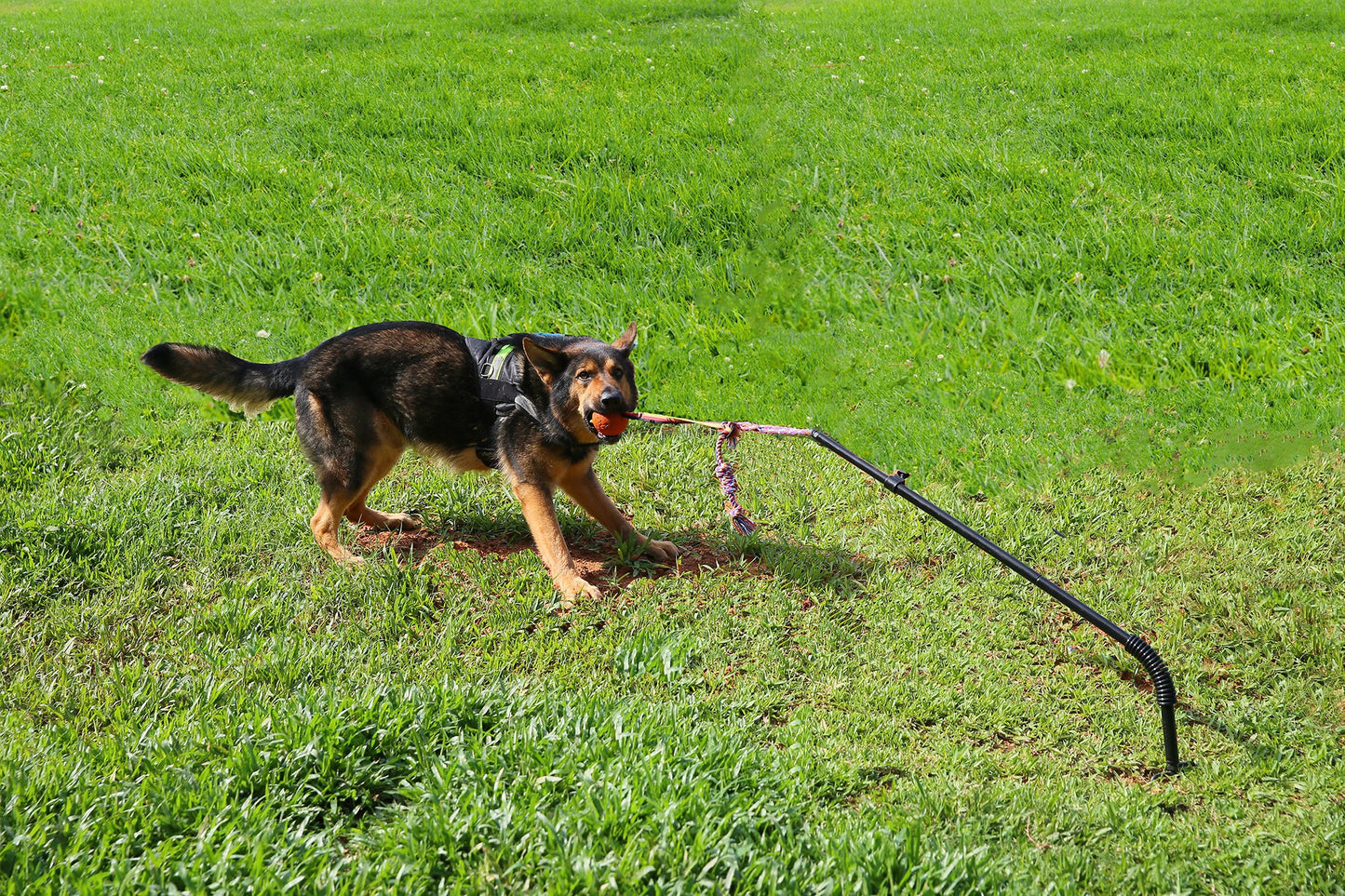 Highland Farms Select Dog Retractable Interactive Training Tug Toy - Pet Obedience Training Tug - Stable Exercise Metal Pole & Spring Rod with Replaceable Chew Rope for Small/Medium Dogs